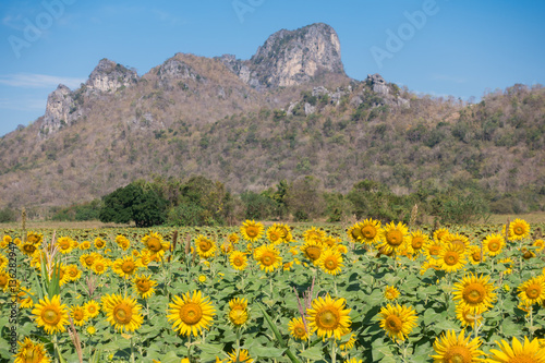 Sunflower field, Beauty in nature