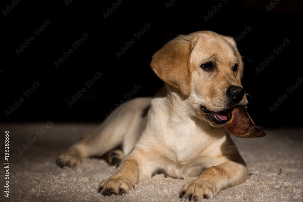 Labrador portrait