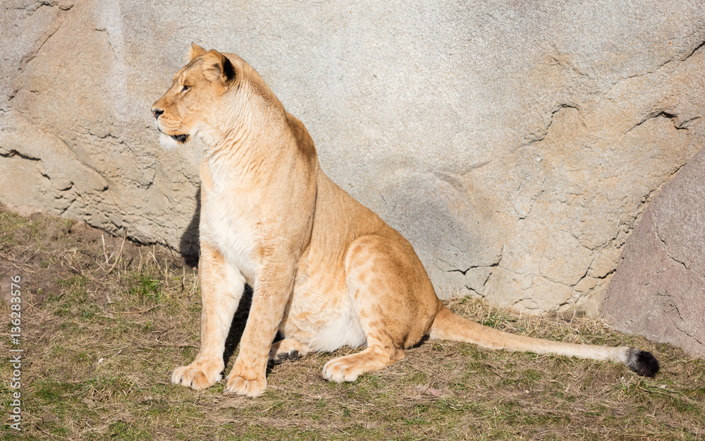 Lioness resting in het natural habitat Lioness resting in het natural habitat