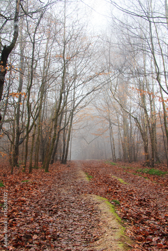English woodland on a foggy misty morning English woodland on a foggy misty morning