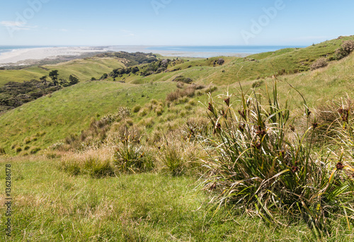 grassy hills at Farewell Spit, Golden Bay, South Island, New Zealand 