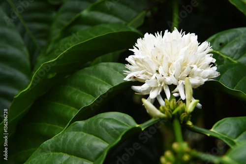 Fototapeta Naklejka Na Ścianę i Meble -  Coffee tree blossom with white color flower close up view