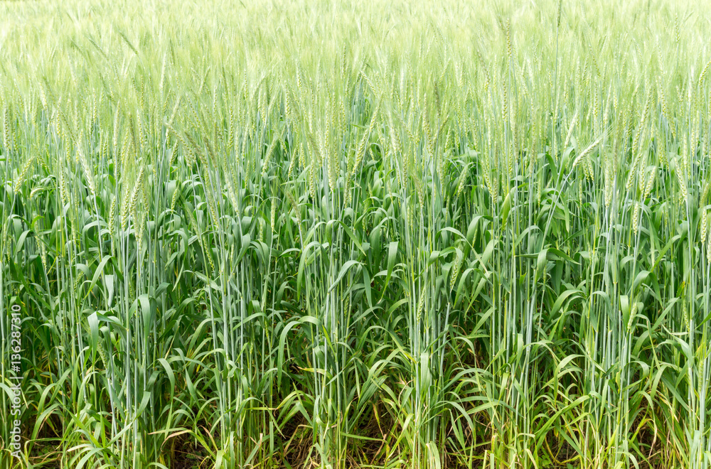 green barley field green barley field