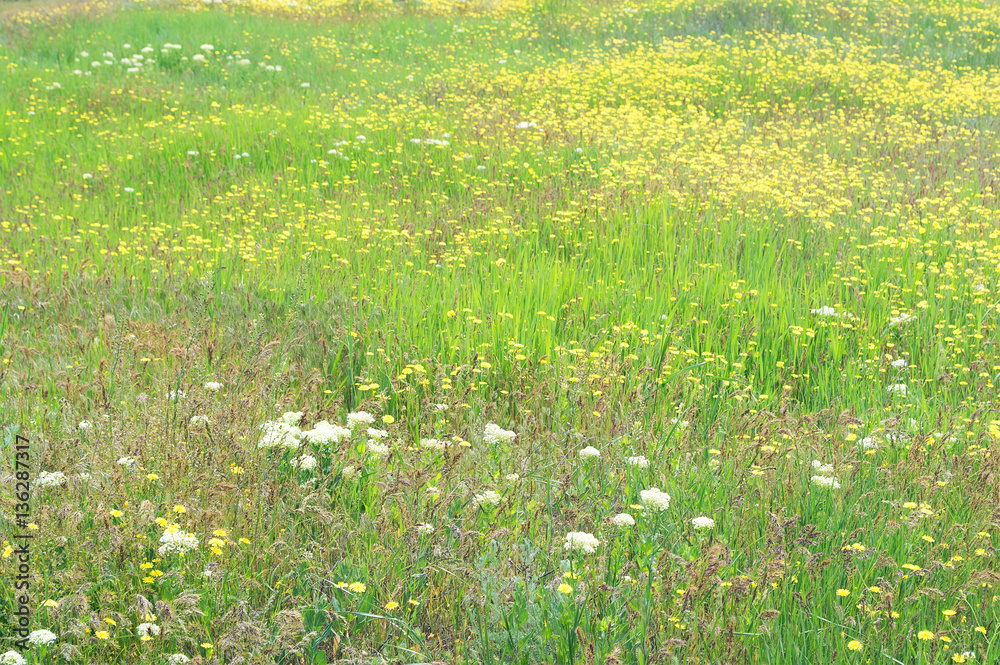 Fototapeta premium flowering meadows of the Russian steppe to Elista