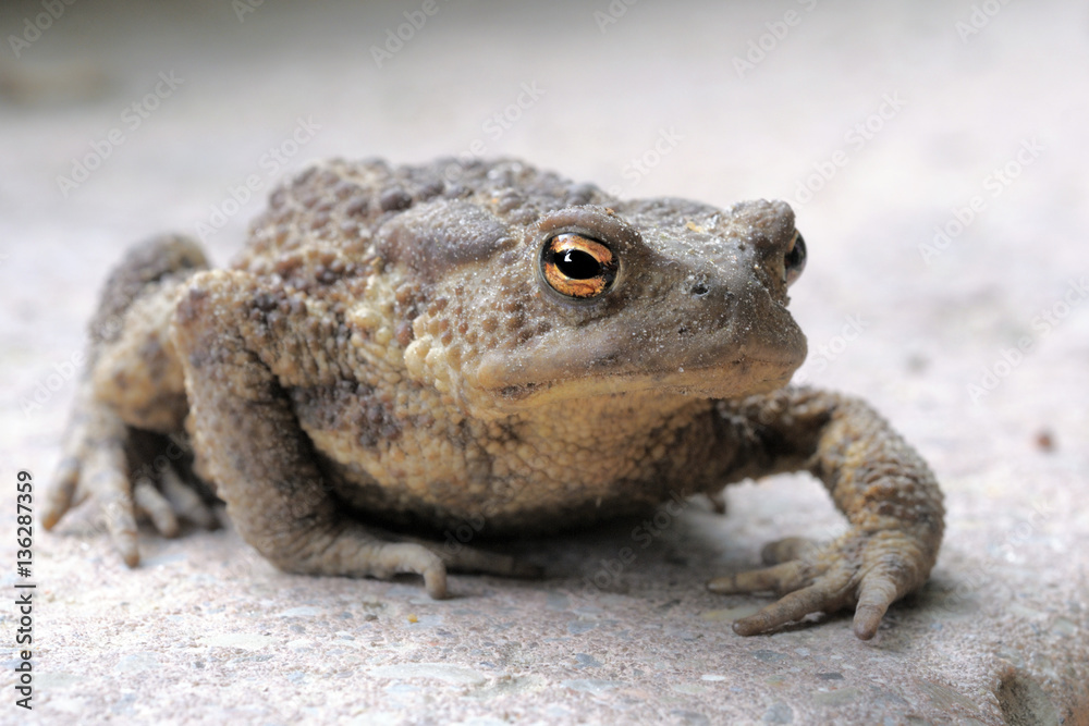 Common toad (Bufo Bufo) Common toad (Bufo Bufo)