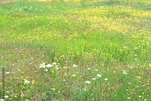 flowering meadows of the Russian steppe to Elista