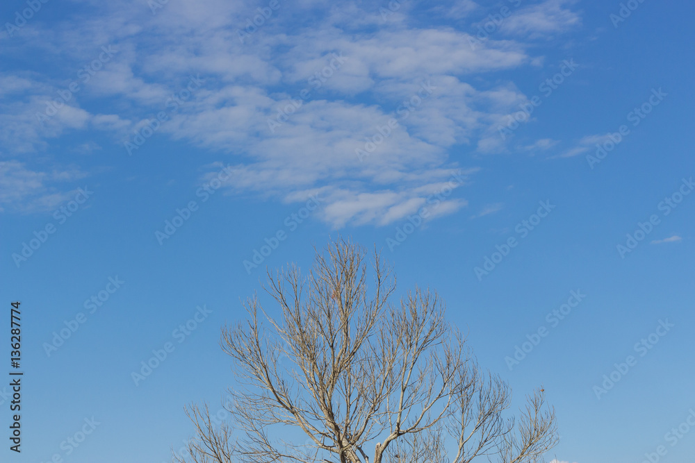 branches of dead tree on blue sky branches of dead tree on blue sky
