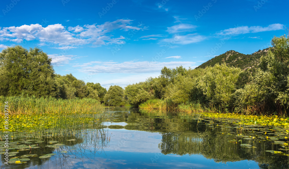 View the coast of Skadar (Shkoder) lake, overgrown with grass, w