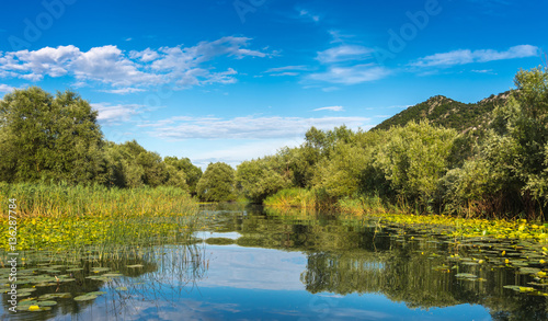 View the coast of Skadar (Shkoder) lake, overgrown with grass, w