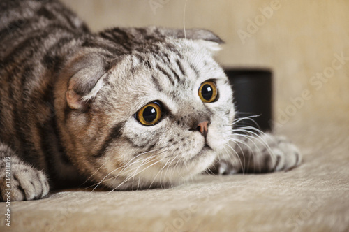 Fototapeta Naklejka Na Ścianę i Meble -  emotion cat 