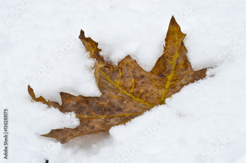 orange leaf on snow