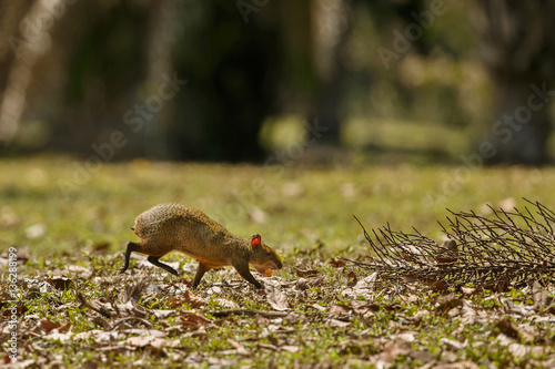 Wild agouti close up in the nature habitat, wild brasil, brasilian wildlife, pantanal, green jungle, south american nature and wild photo