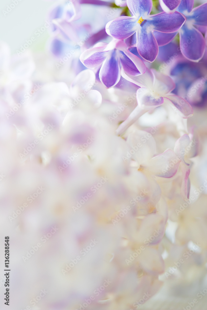 Fototapeta premium nice lilac