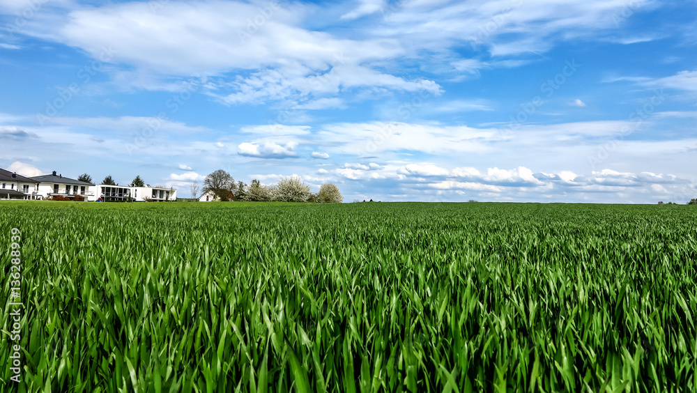 Landschaft mit Maisfeld im Frühling Landschaft mit Maisfeld im Frühling