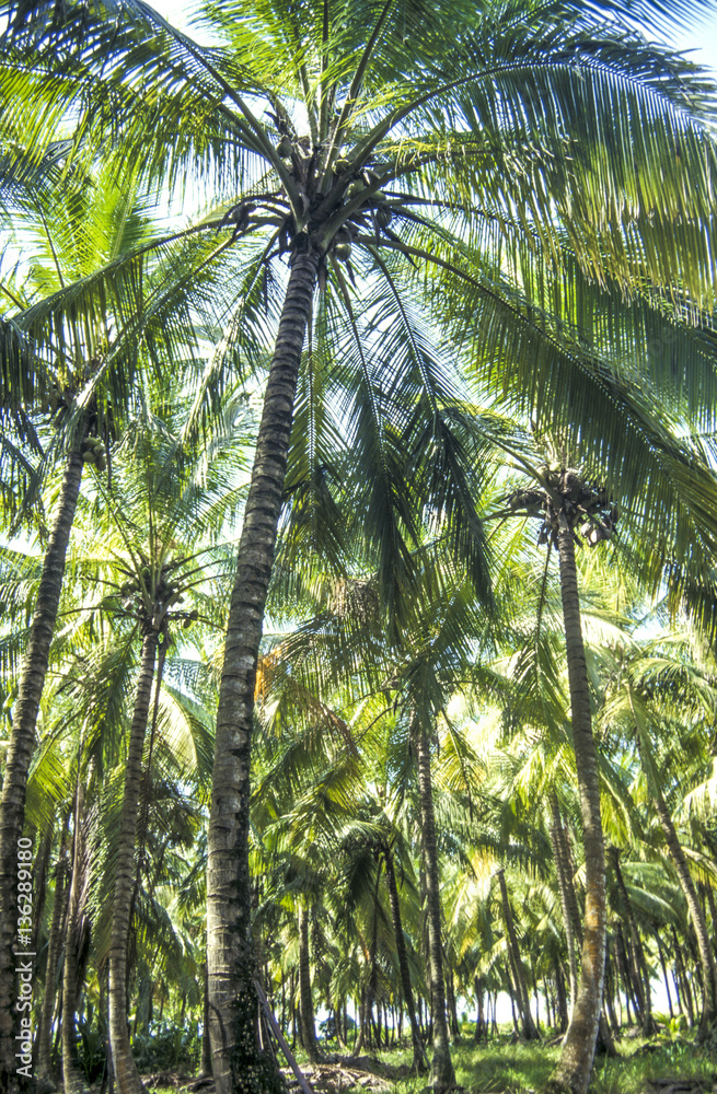 Cocos palms, Dominica