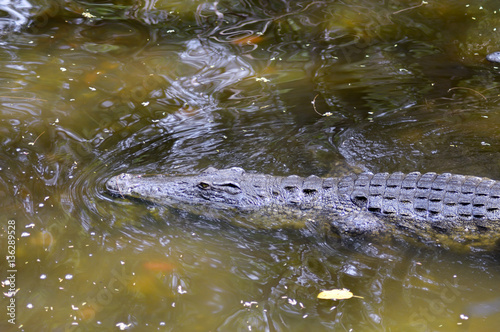 Crocodile eyes in a water body