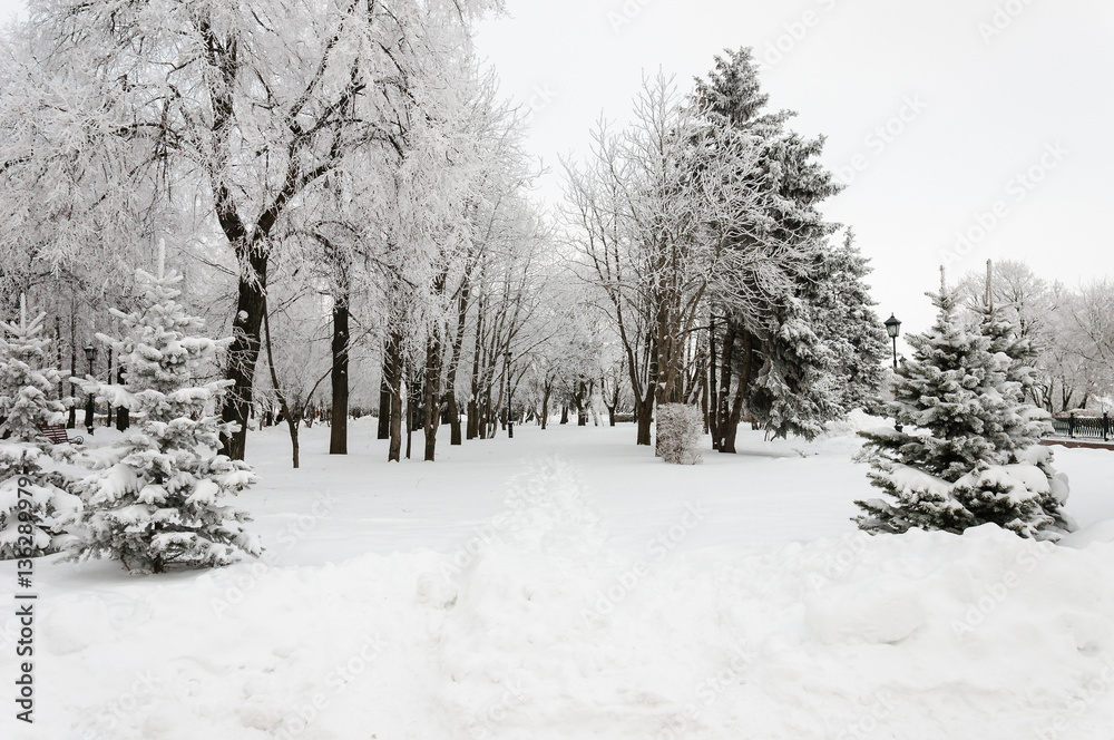 Snow covered pine trees in park Russia. Alley in winter park Snow covered pine trees in park Russia. Alley in winter park