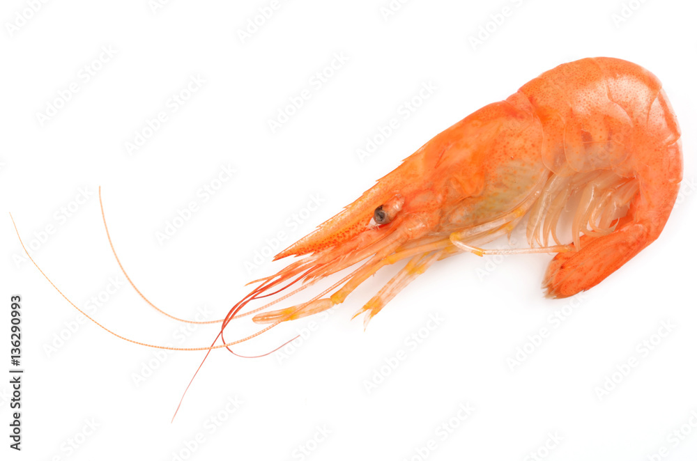 shrimp on an isolated background shrimp on an isolated background