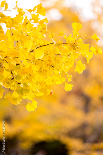 Ginkgo trees Autumn