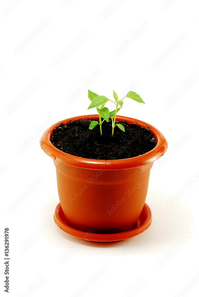Sprout in a pot isolated on white Sprout in a pot isolated on white