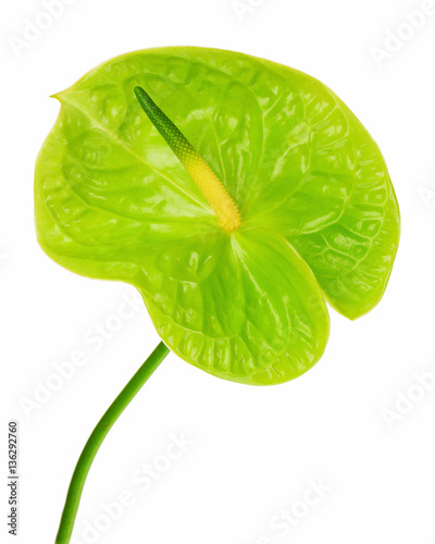 Green anthurium Flamingo flower and Boy flower isolated on white background. Closeup.