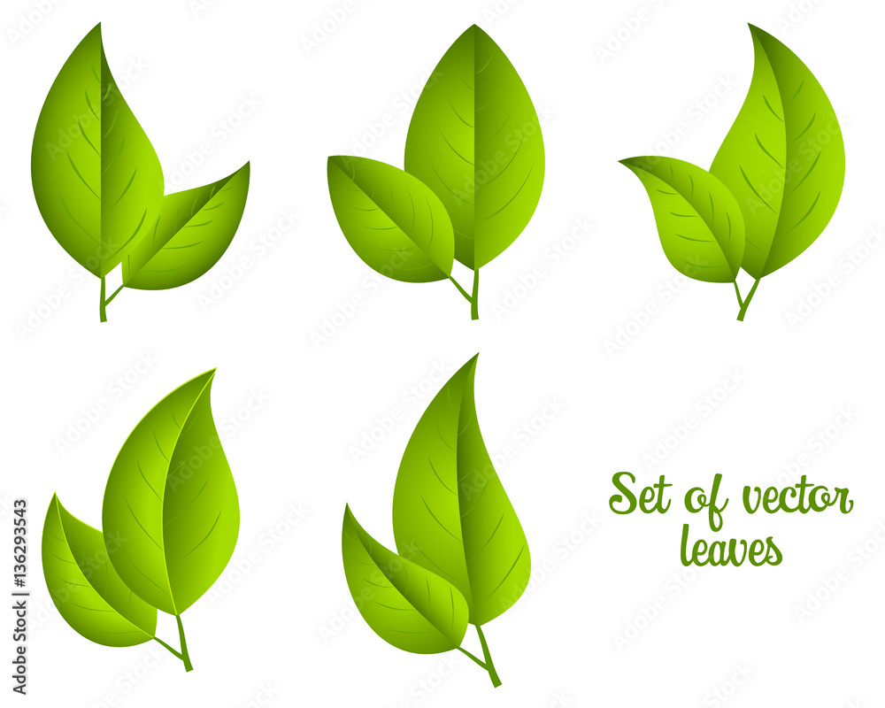 Set of vector green leaves.