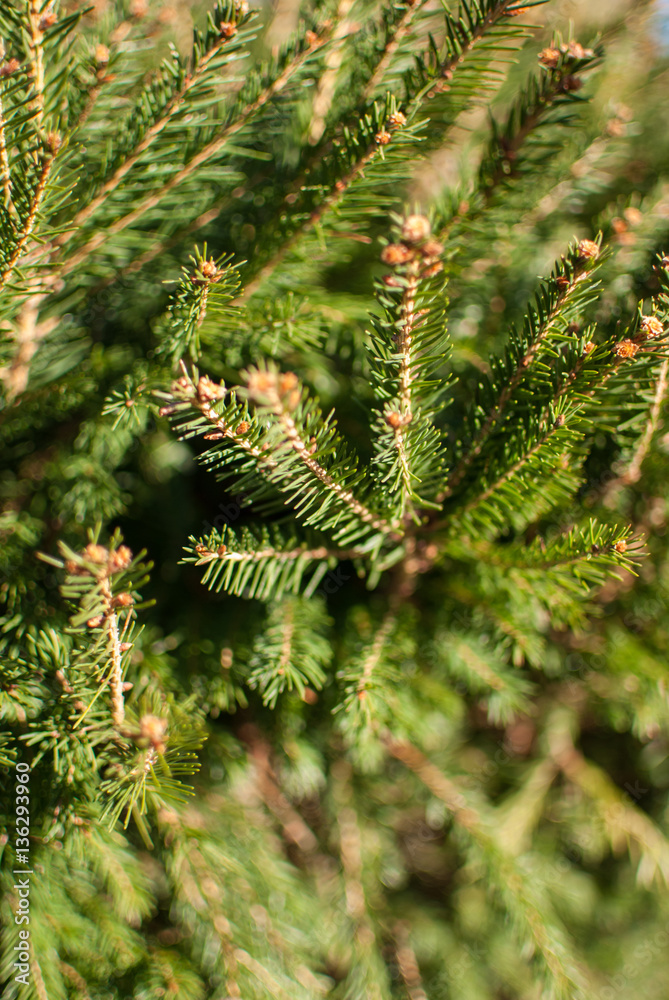 Conifer, fir, pine, evergreen branches close up forming a green background