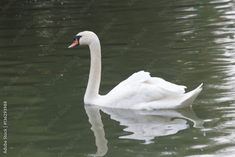 Fototapeta premium White swan on a pond