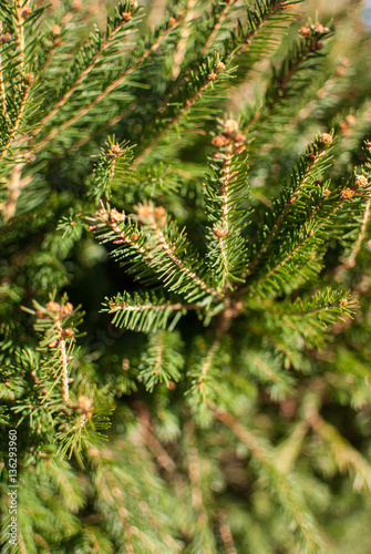 Conifer, fir, pine, evergreen branches close up forming a green background
