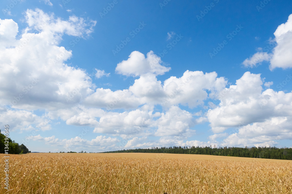 Golden Wheat Field With Blue Sky In Background. Golden Wheat Field With Blue Sky In Background.