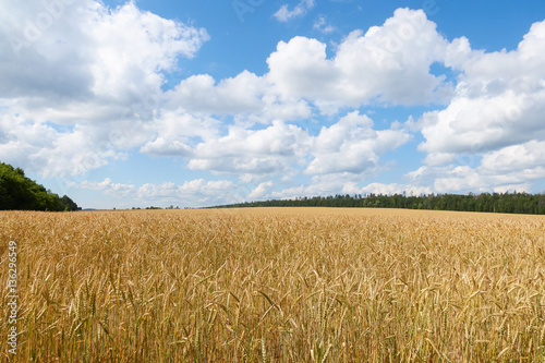 Golden Wheat Field With Blue Sky In Background.