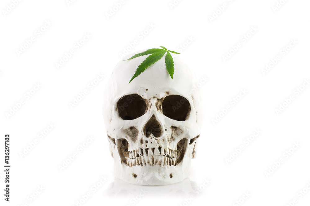 Skull Human, cannabis leaf and stethoscope on white background