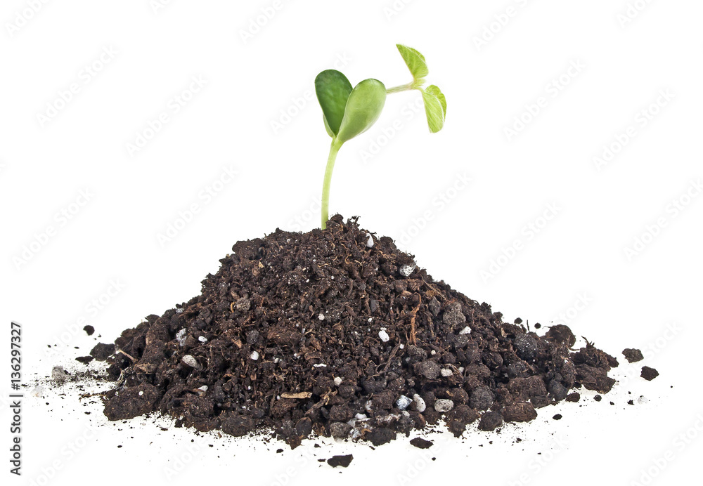 Young sprout of soy in soil humus on a white background Young sprout of soy in soil humus on a white background