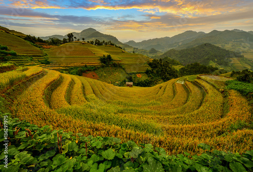 Rice terrace on during sunset  Vietnam vietnam rice terrace rice field of vietnam terrace rice field mu chang chai rice field