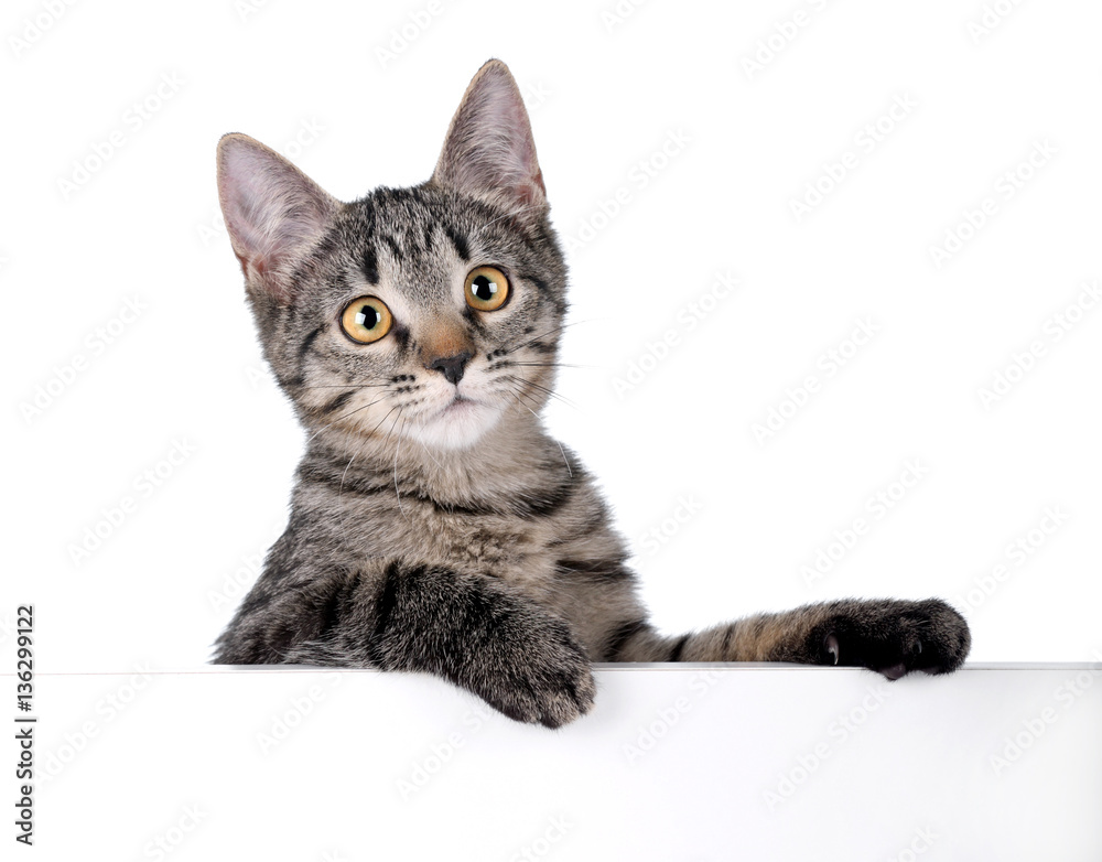 Fototapeta premium Cute tabby kitten on white background