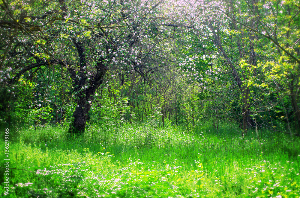 Obraz premium sad jabłkowy