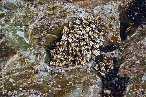 Goose Barnacles and Mussels attached to rocks background