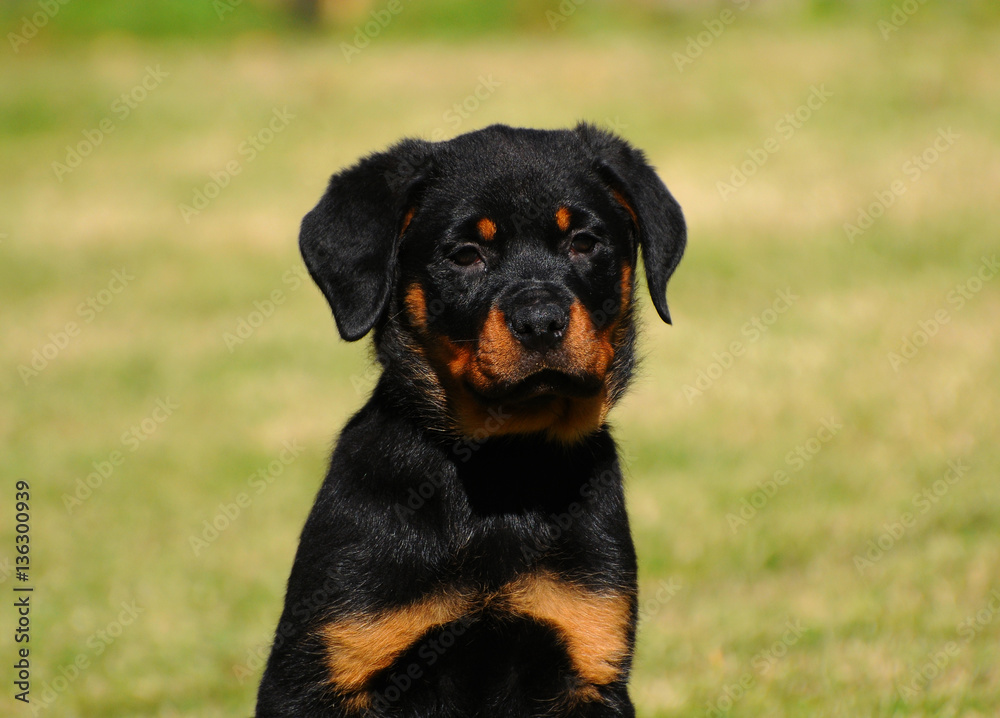 Puppy dog of rottweiler