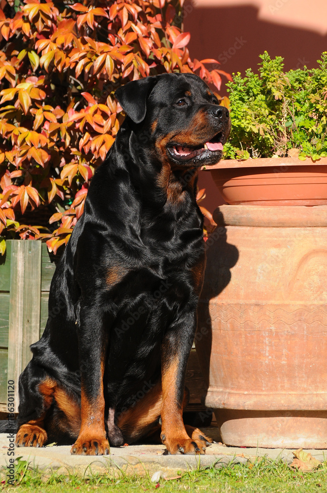 Fototapeta premium Purebred rottweiler dog