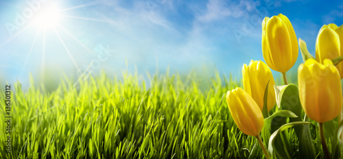 Spring tulips in the field