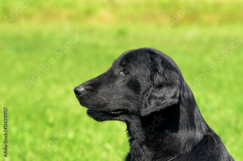 Flat Coated Retriever © Ricant Images