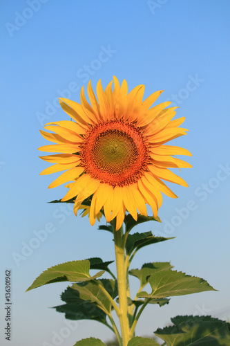 Fototapeta Naklejka Na Ścianę i Meble -  Yellow sunflower and blue sky background