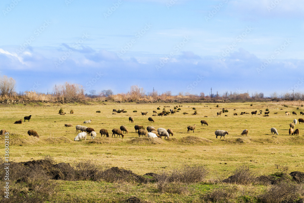 A field with sheep