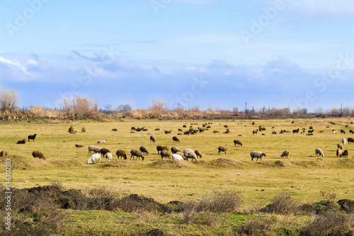 A field with sheep