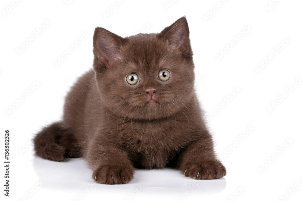 Obraz premium Funny little kitten on a white background