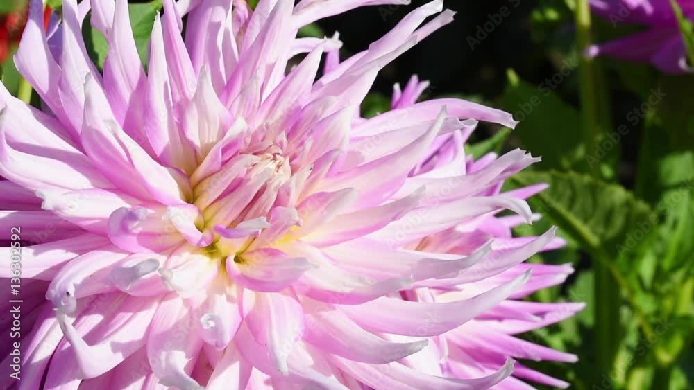 Dahlia Dahlia