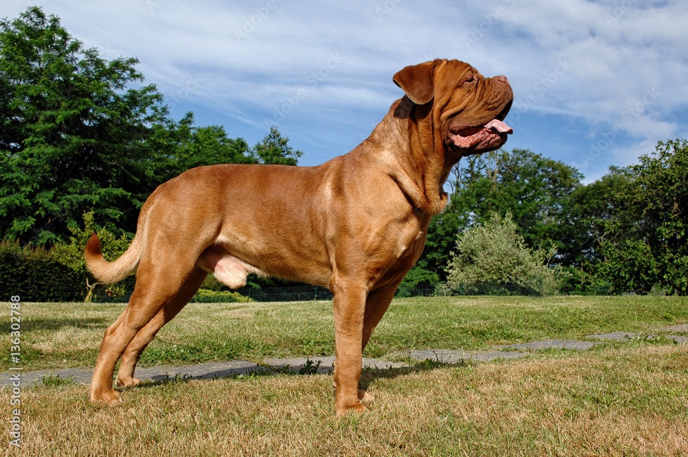 Dogue de Bordeaux