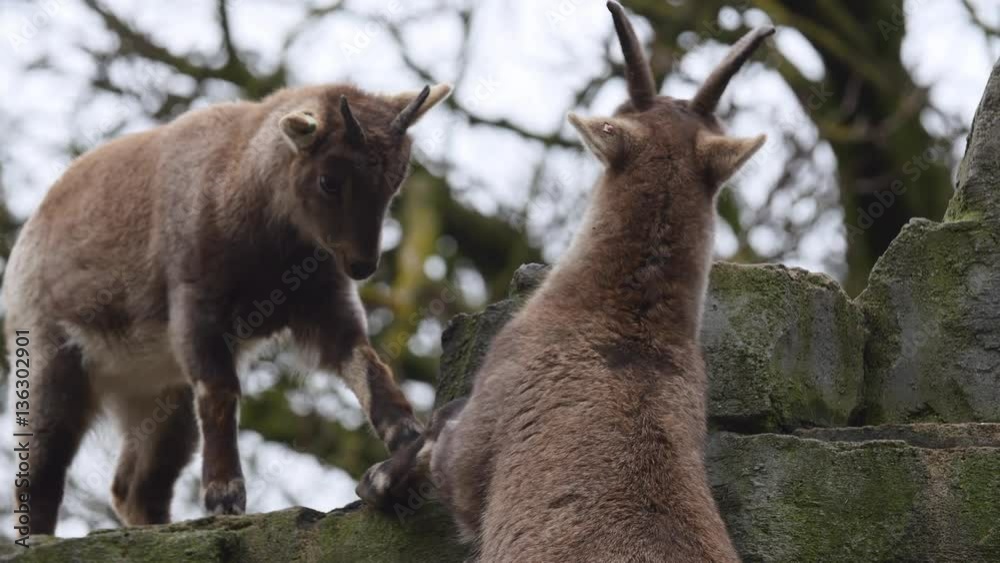 Alpine ibex youngster and adult playfully banging heads. Alpine ibex youngster and adult playfully banging heads.