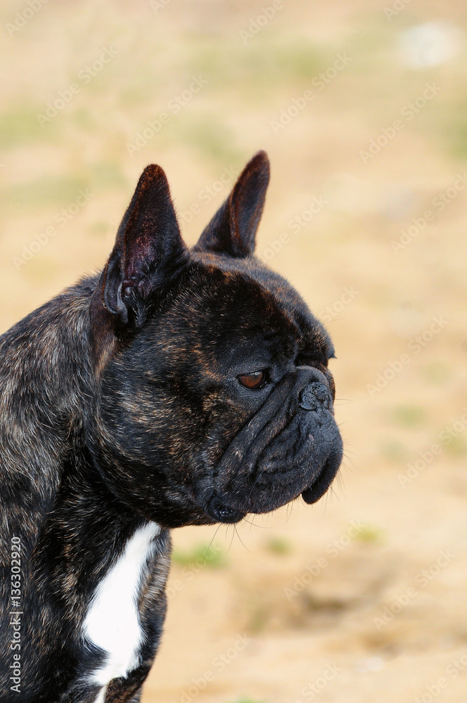 French bouledogue dog.