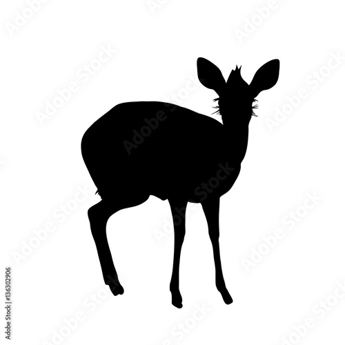 Damara Dik Dik - Silhouette - Vector Illustration